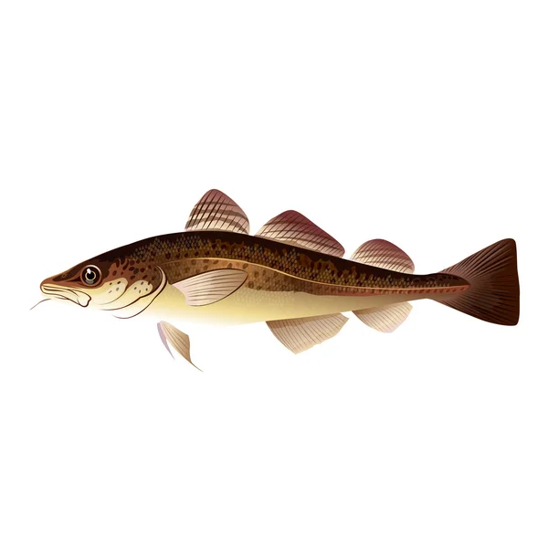Ikan Kod, Ilustrasi Terisolasi — Stok Foto