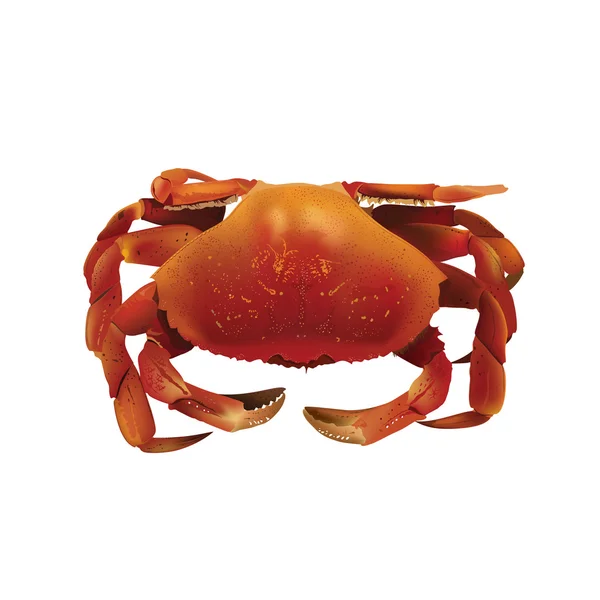 Crab, Isolated Illustration — Stock Photo, Image