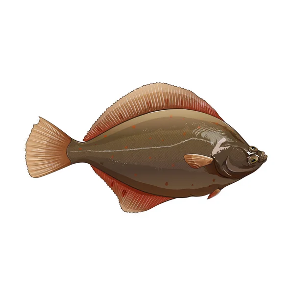Flounder, Ilustrasi Terisolasi — Stok Foto