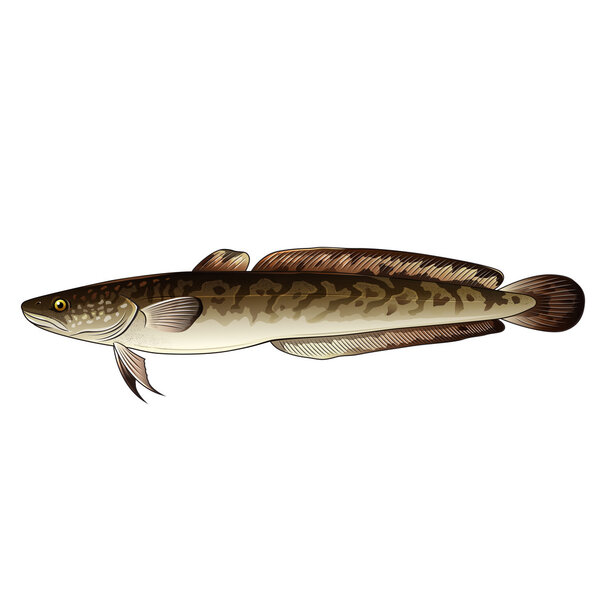 Ling, Isolated Illustration