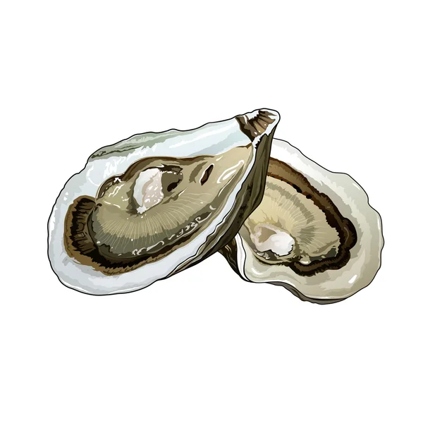 Auster, isolierte Illustration — Stockfoto