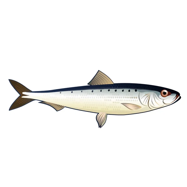 Sardine, Isolated Illustration — Stock Photo, Image