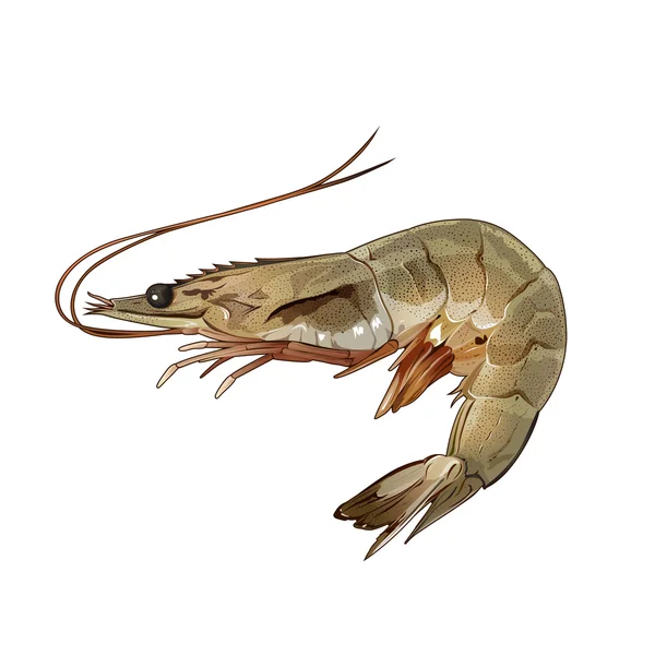 Shrimp, Isolated Illustration — Stock Photo, Image