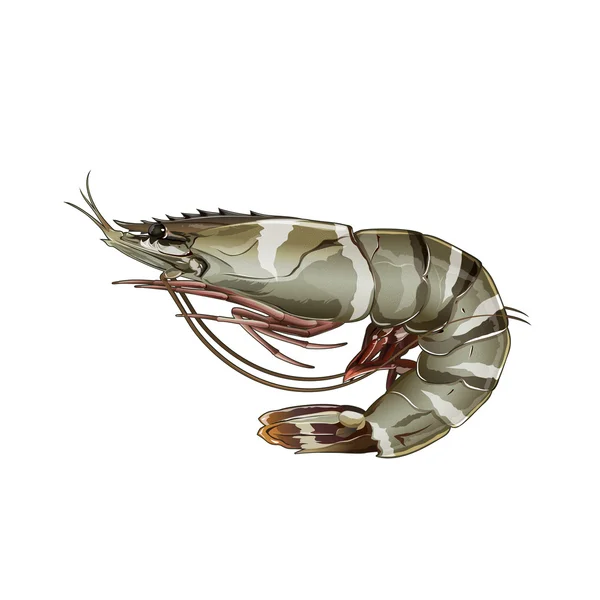 Tiger Shrimp, Isolated Illustration — Stock Photo, Image