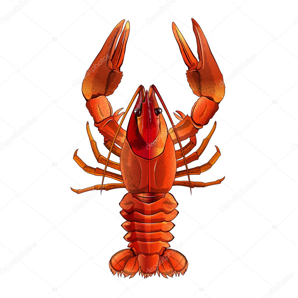 Red Lobster, Isolated Illustration