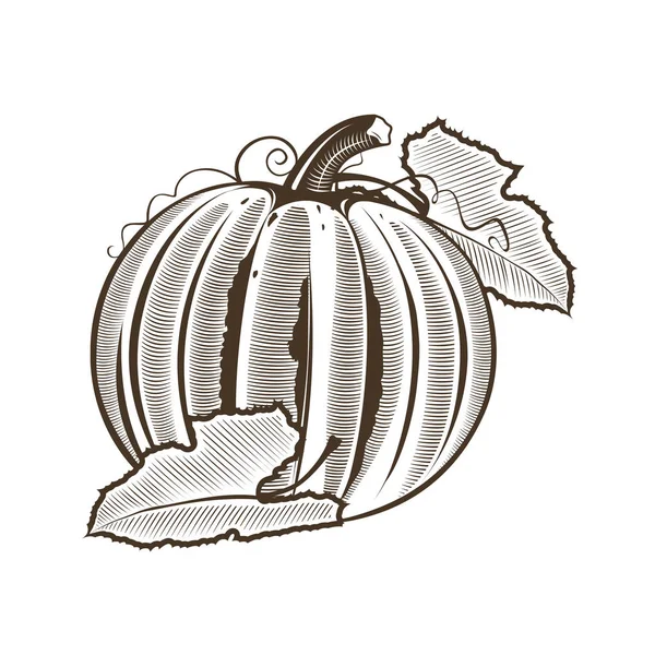 Pumpkin in vintage style — Stock Photo, Image