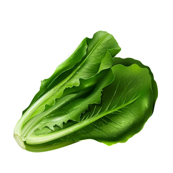 Lettuce on white background — Stock Photo, Image