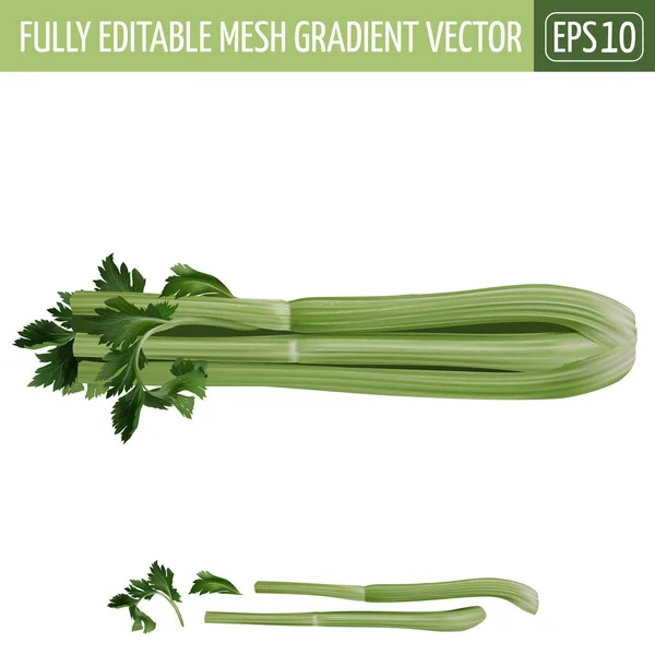 Celer na bílém pozadí. Vektorové ilustrace — Stockový vektor