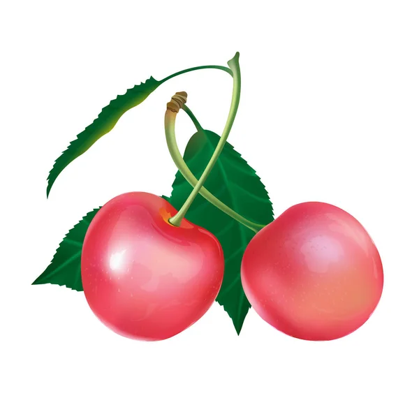 Рожеве вишня на білому тлі — стокове фото