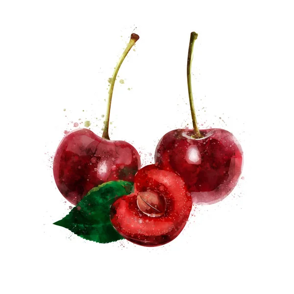 Cherry na białym tle. Akwarela, ilustracja — Zdjęcie stockowe
