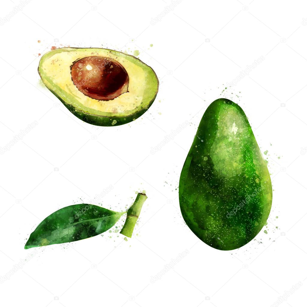 Avocado on white background. Watercolor illustration