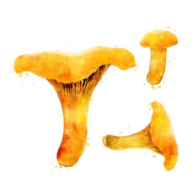 Beyaz zemin üzerine chanterelles. Suluboya resim