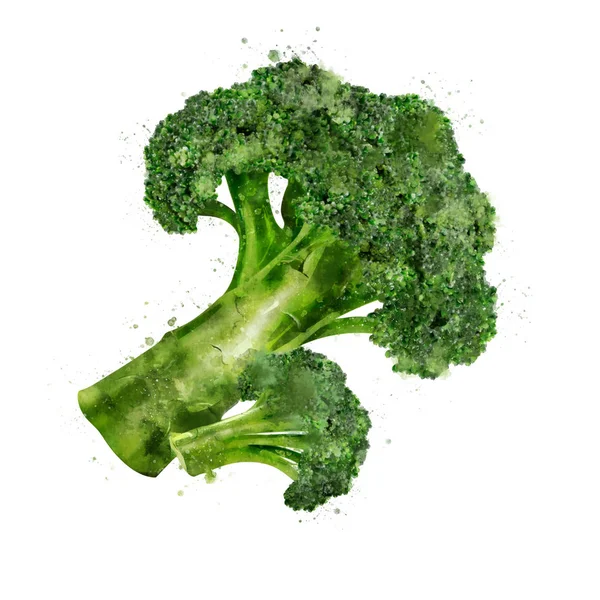 Broccoli op witte achtergrond. Aquarel illustratie — Stockfoto