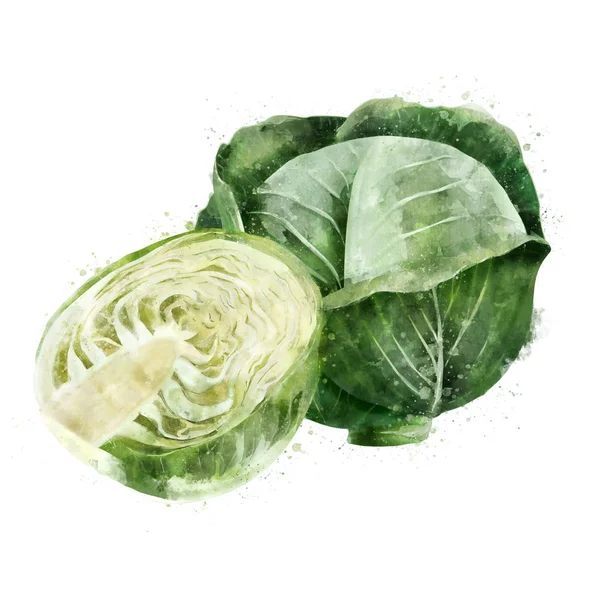 Cabbage on white background. Watercolor illustration — Stock Photo, Image