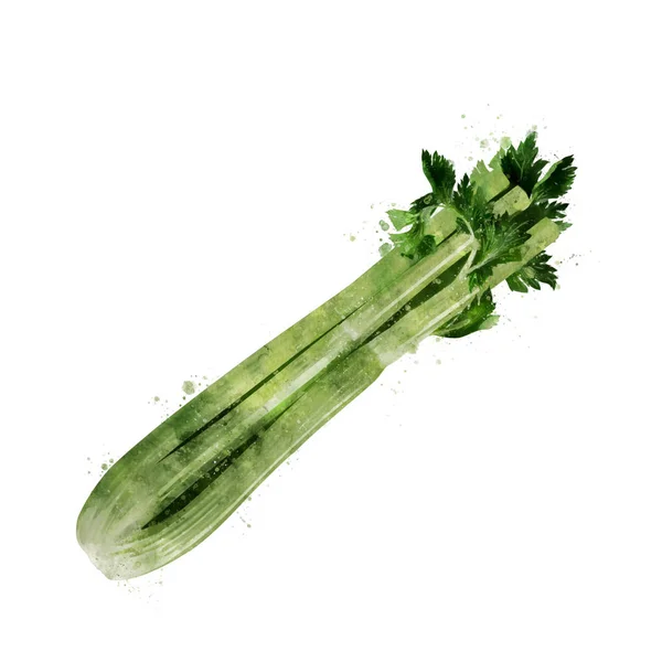 Celer na bílém pozadí. Akvarel, ilustrace — Stock fotografie