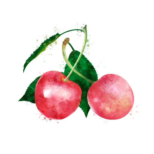 Cseresznye, fehér háttér. Akvarell illusztráció — Stock Fotó