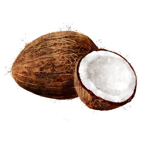 Kokosnuss auf weißem Hintergrund. Aquarellillustration — Stockfoto