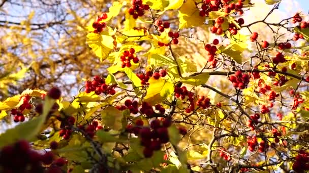 Bayas de Rowan en el árbol en otoño . — Vídeos de Stock