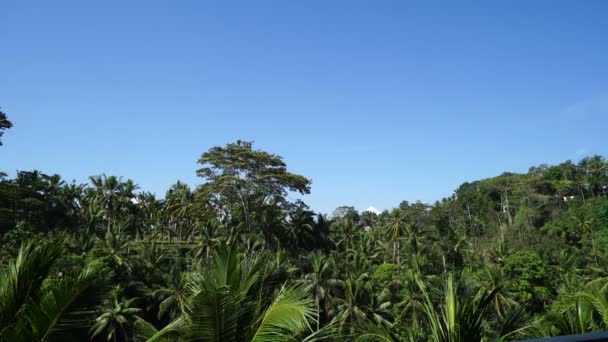 Tropisk skog i bali. — Stockvideo