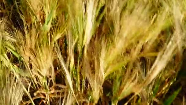 Wheat ears. Top view. — Stock Video