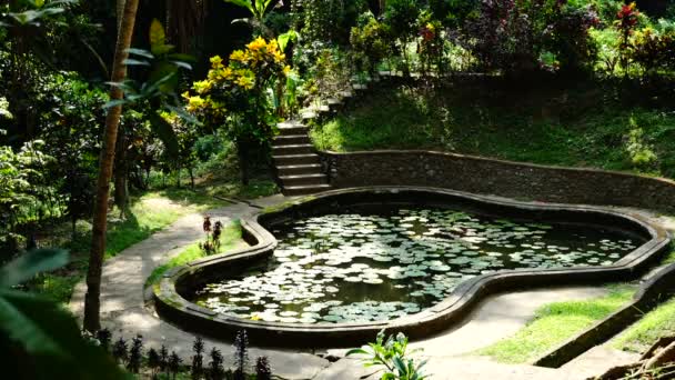 熱帯公園の池. — ストック動画