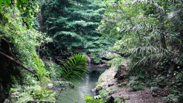 Река в джунглях . — стоковое видео