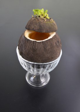 turp bal hastalığı ile