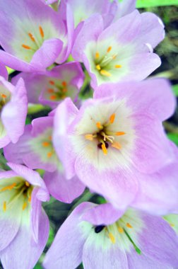 Bahçede hassas bahar çiçek