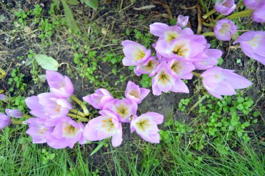 Bahçede hassas bahar çiçek