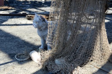 gri kedi balık ağı arkasında saklanıyor