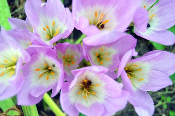 Bahçede hassas bahar çiçek