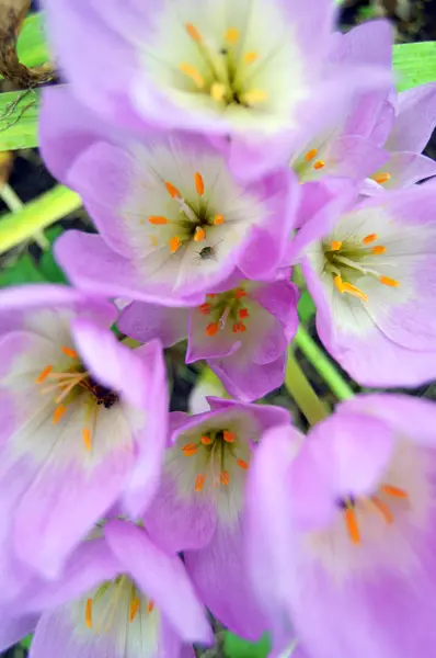 Första Vårblommorna — Stockfoto