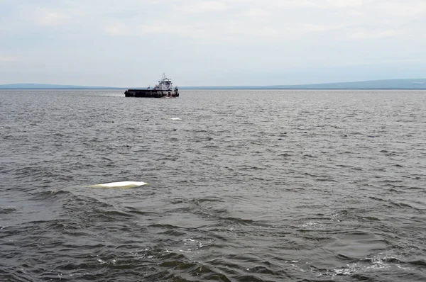 Anadyr Rusland Juli 2019 Belukha Walvissen Anadyr Monding Schip — Stockfoto