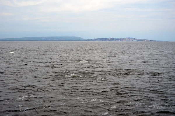 Anadyr河口附近的Belukha鲸 图库照片