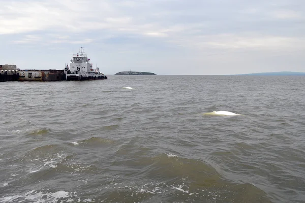 Anadyr Rusland Juli 2019 Boten Bij Pier Van Het Kolenmijndorp — Stockfoto