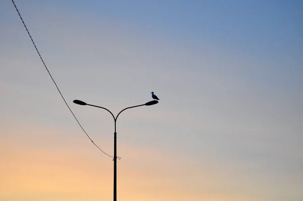 Sea Gulls Electric Pole — Stock Photo, Image