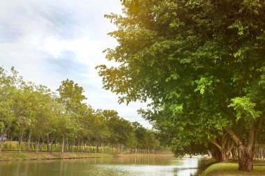 yeşil park su birikintisi 