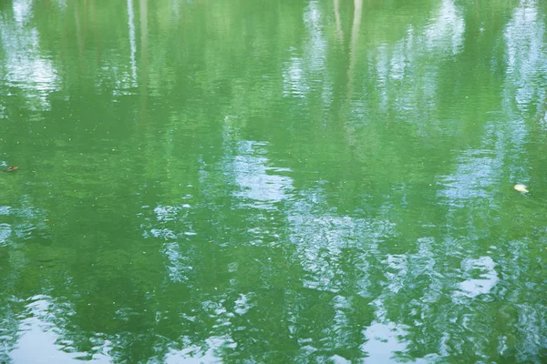 Baumreflexion im Wasser — Stockfoto