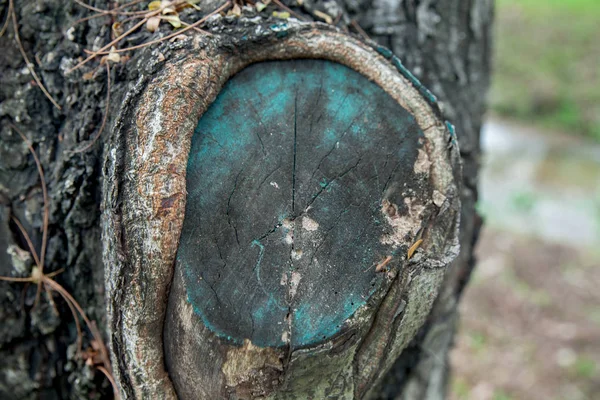 Tinta verde no toco da árvore — Fotografia de Stock