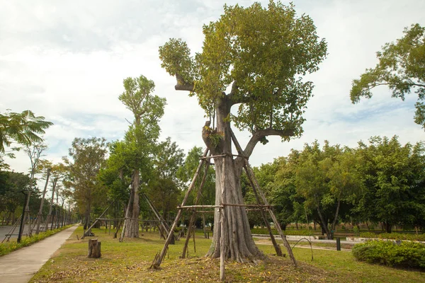 Árbol grande con utilería en el parque — Foto de Stock
