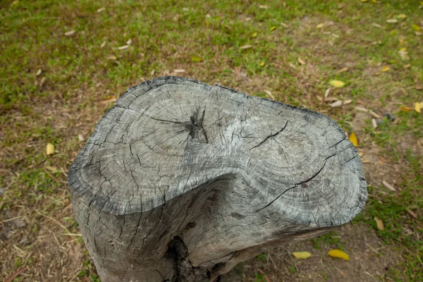 Baumstumpf im Park — Stockfoto