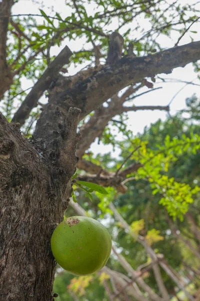 Mooie groene boom in het park — Stockfoto