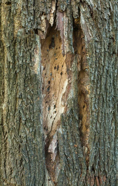 Fechar até casca textura da árvore — Fotografia de Stock