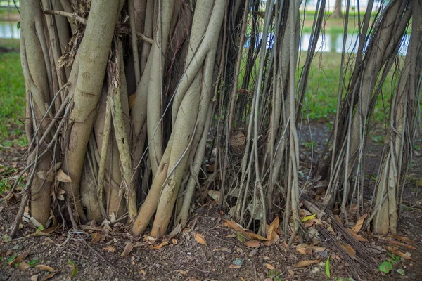 Ρίζες του δέντρου banyan — Φωτογραφία Αρχείου