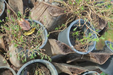 Ölü güdük üzerinde plastik Saksı bitki