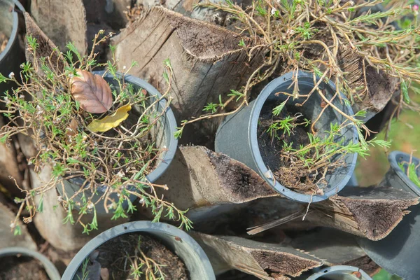 Ölü güdük üzerinde plastik Saksı bitki