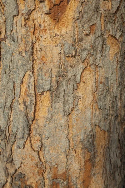 Yaşlı bir ağaç kabuğu closeup — Stok fotoğraf