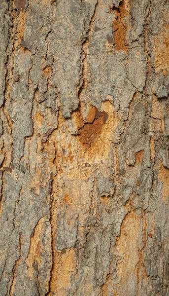 Primer plano de la corteza de un árbol viejo — Foto de Stock