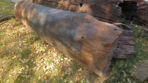 Grande tronco velho no parque na Tailândia — Fotografia de Stock