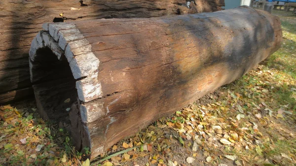 Grande tronco velho no parque na Tailândia — Fotografia de Stock